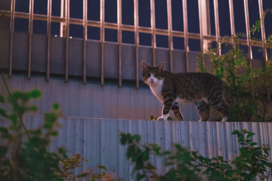 Animal Motion Trigger Cat walking outside at night, a common cause of false motion alarm triggers