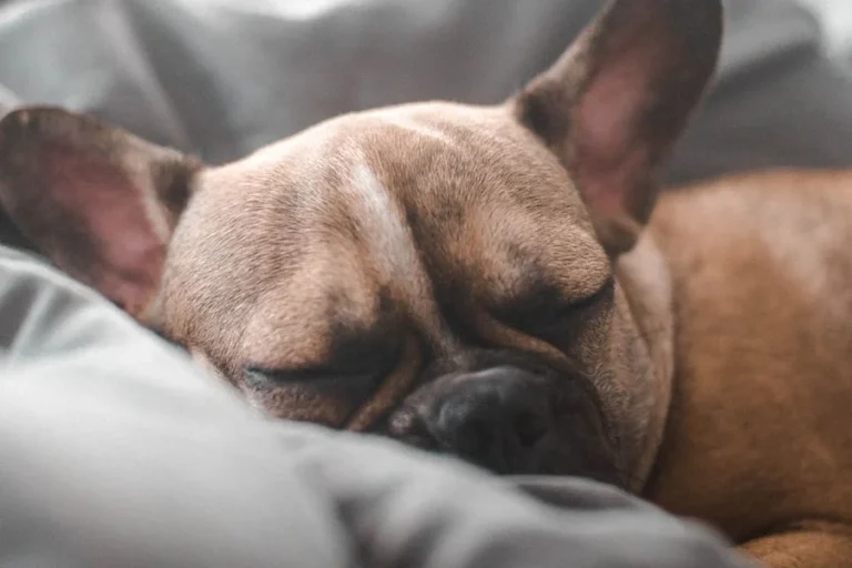 Beautyrest Lux Lounger Couch Pet Bed: Sizes, Specs and Buying Guide