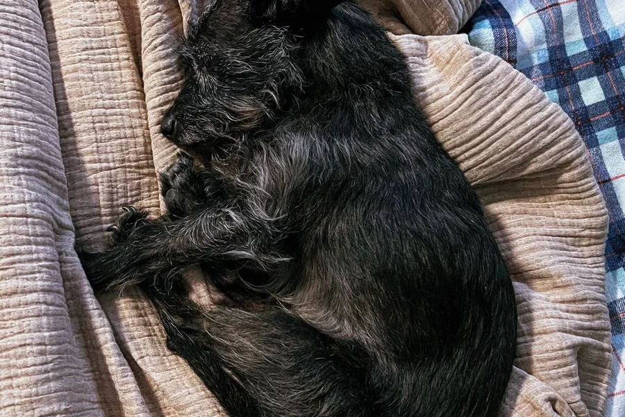 Bolster beds and sleeping position Small black dog curled up asleep on soft bedding