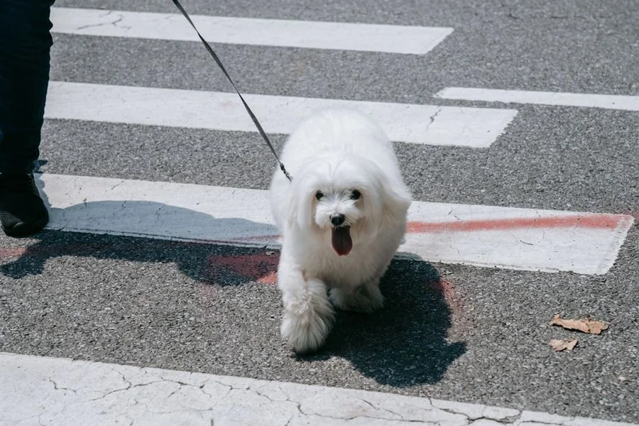 Small white dog on a thin leash crossing a road with its owner