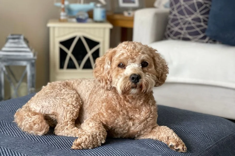 Choosing a foam pet bed Curly-coated tan dog lying on a blue cushion in a living room