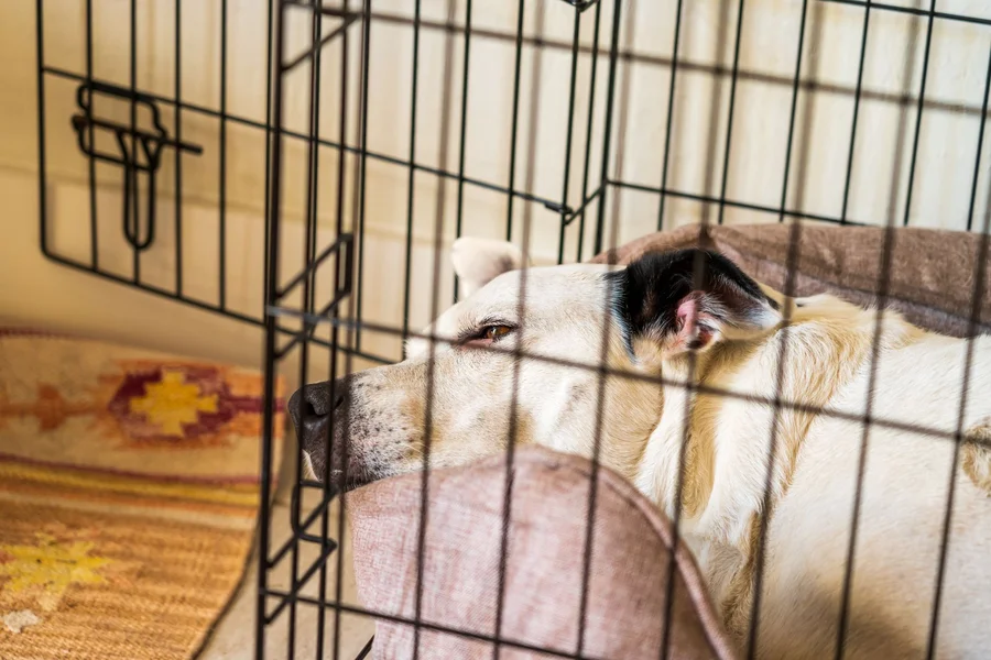 Fitting a bed inside a dog crate Dog resting on a bolstered bed inside a wire dog crate