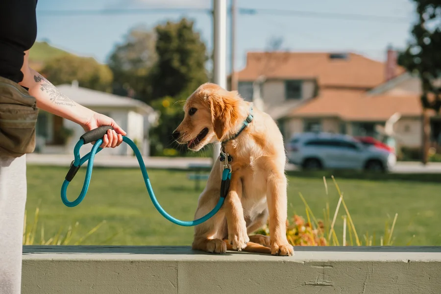 Hand holding a leash handle across the palm beside a seated puppy