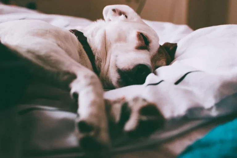 MAXX Pet Bed Camo: Sizes, Specs and Buying Guide