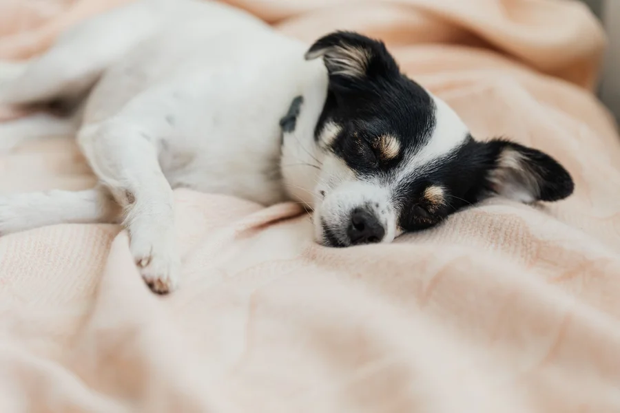 Puppies and crate bedding Small dog asleep on a soft blanket