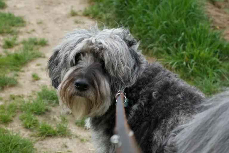 Top Paw Standard Dog Leash: Sizes, Specs and Safe Use